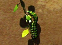 3D caterpillar